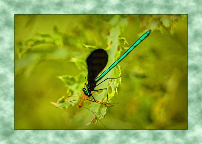 Ebony Jewelwing- 04